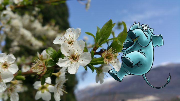 Blossom