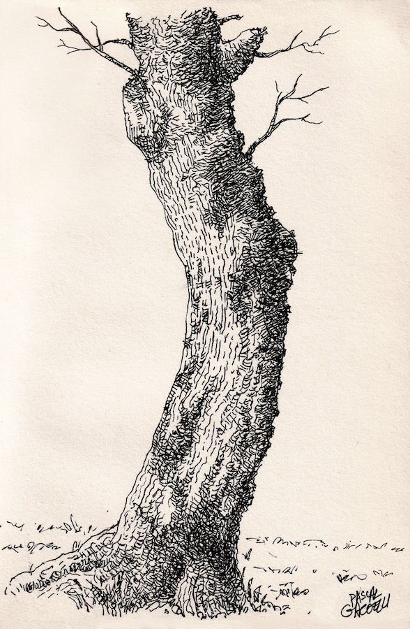 Trunk